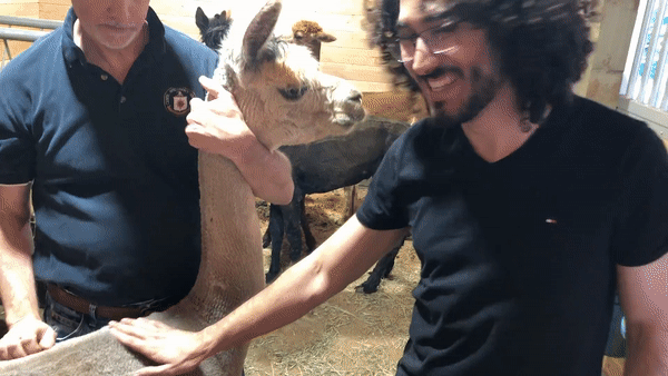 Me petting an Alpaca